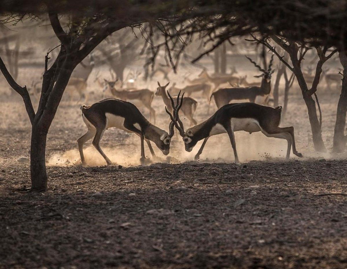 Anantara Sir Bani Yas Island Al Sahel Villa Resort en Abu Dhabi