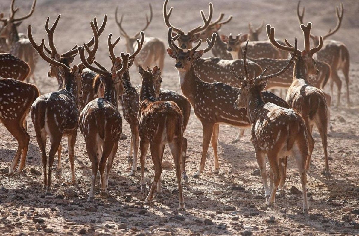 Anantara Sir Bani Yas Island Al Sahel Villa Resort en Abu Dhabi