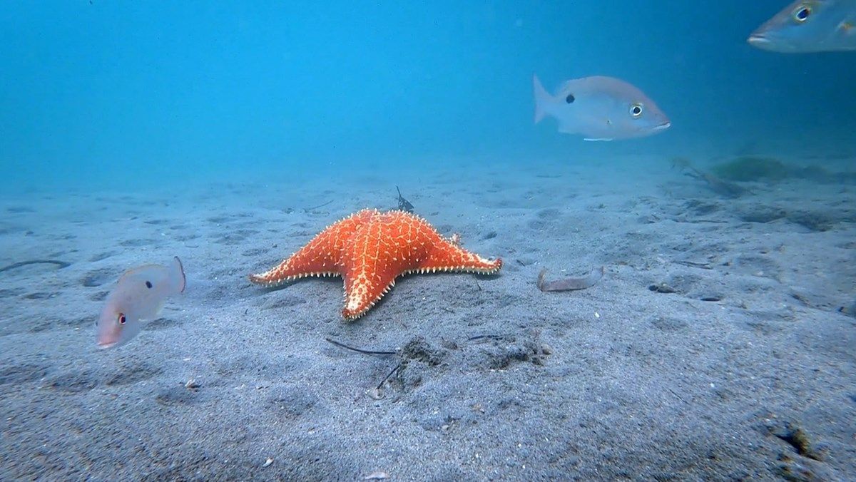Villa Reef en Bocas del Toro
