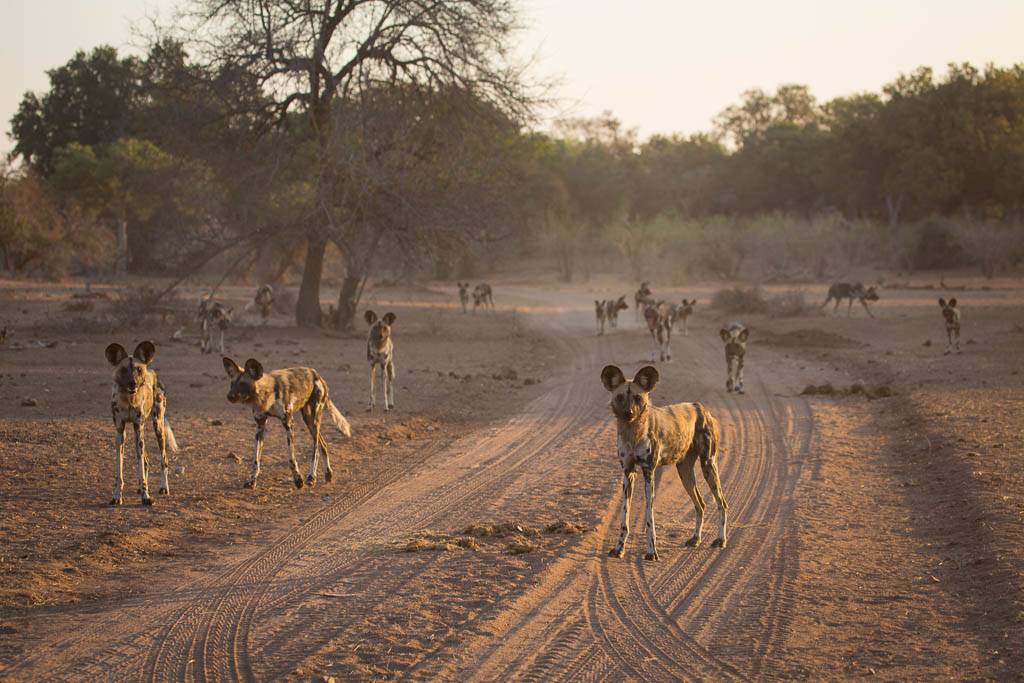 Gonarezhou National Park | LAT.40