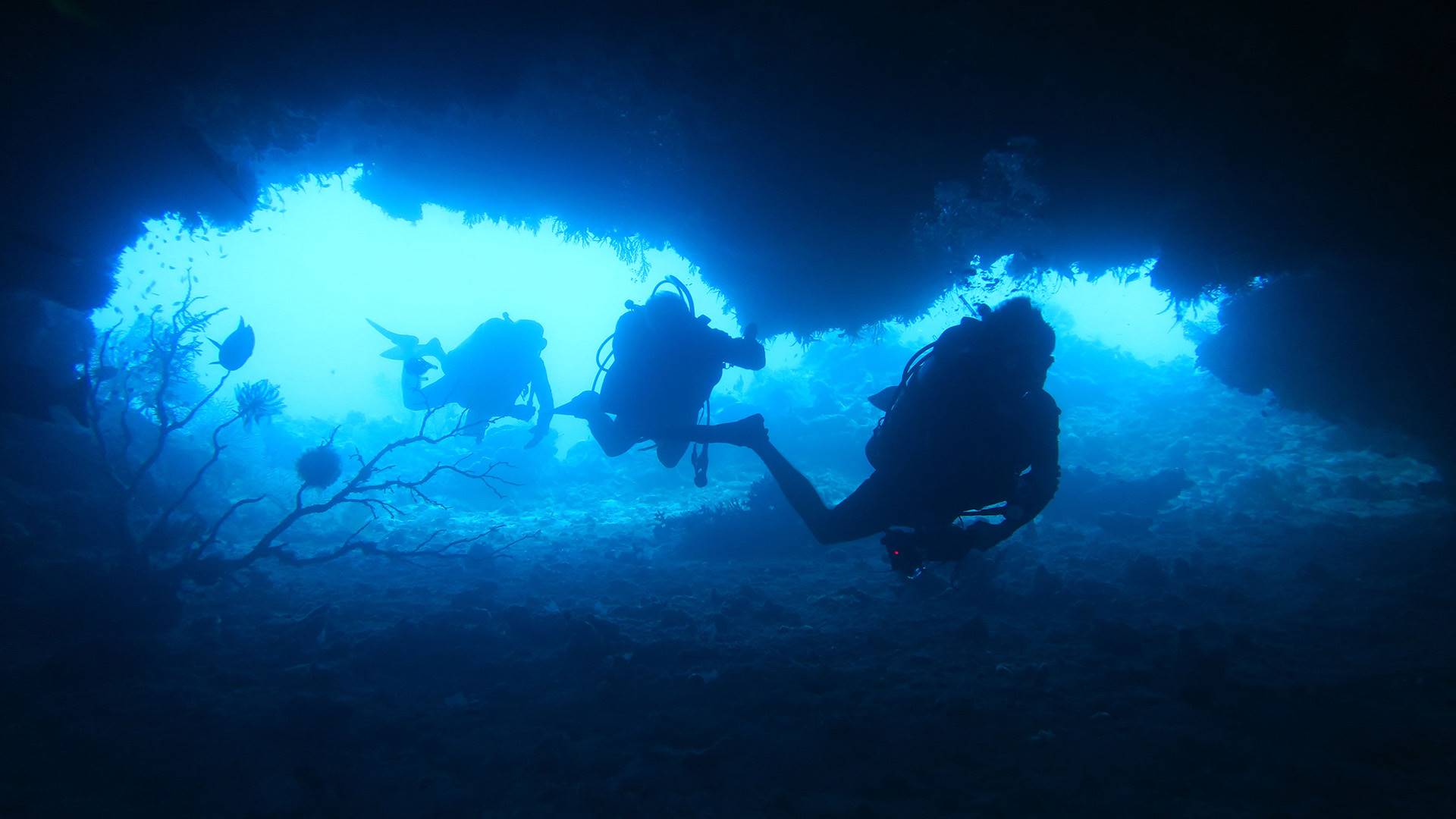 Experiencia de Buceo en Barco en Gran Barrera de Coral