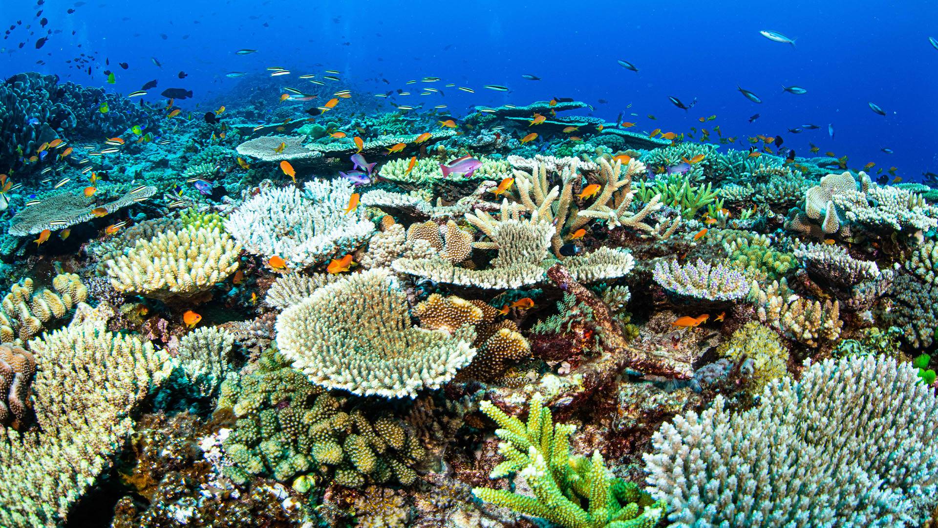 Experiencia de Buceo en Barco en Gran Barrera de Coral