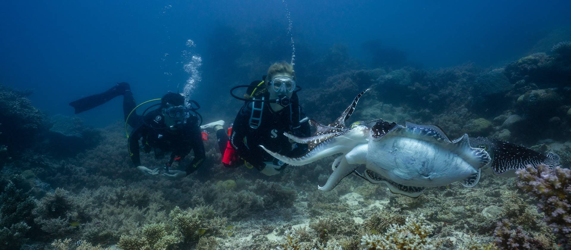 Experiencia de Buceo en Barco en Gran Barrera de Coral