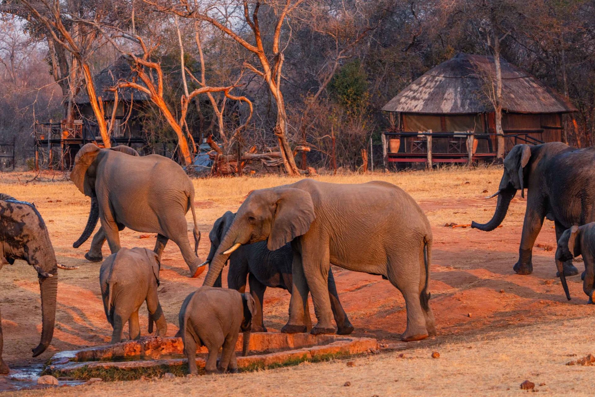 Ivory Safari Lodge en Hwange