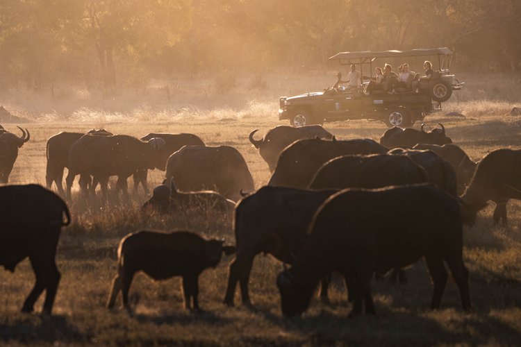 Ivory Safari Lodge en Hwange