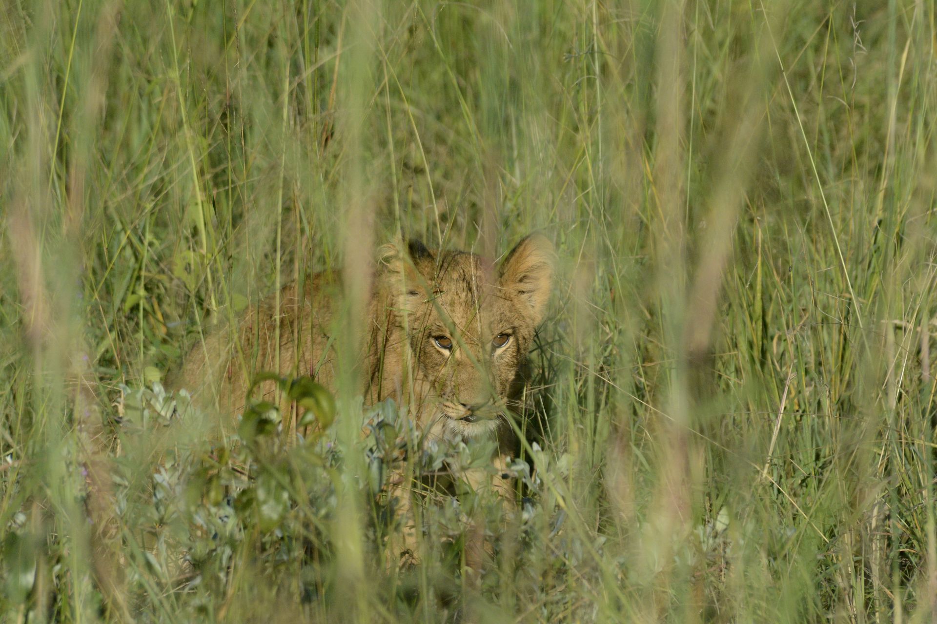 Ivory Safari Lodge en Hwange