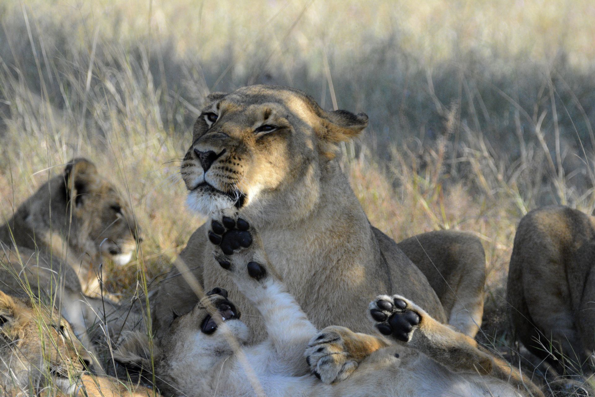Ivory Safari Lodge en Hwange