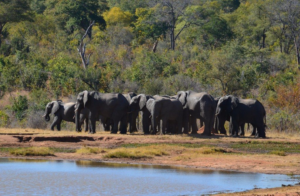 Ivory Safari Lodge en Hwange