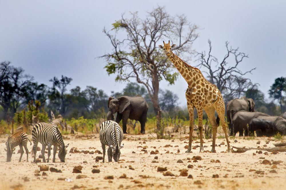 Ivory Safari Lodge en Hwange
