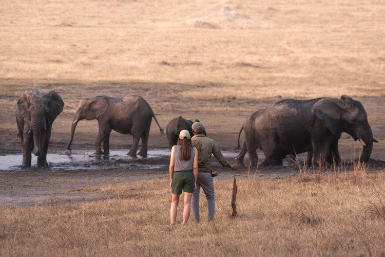 Ivory Safari Lodge en Hwange