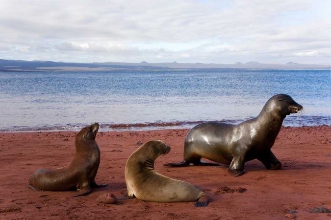 Islas Galapagos | LAT.40