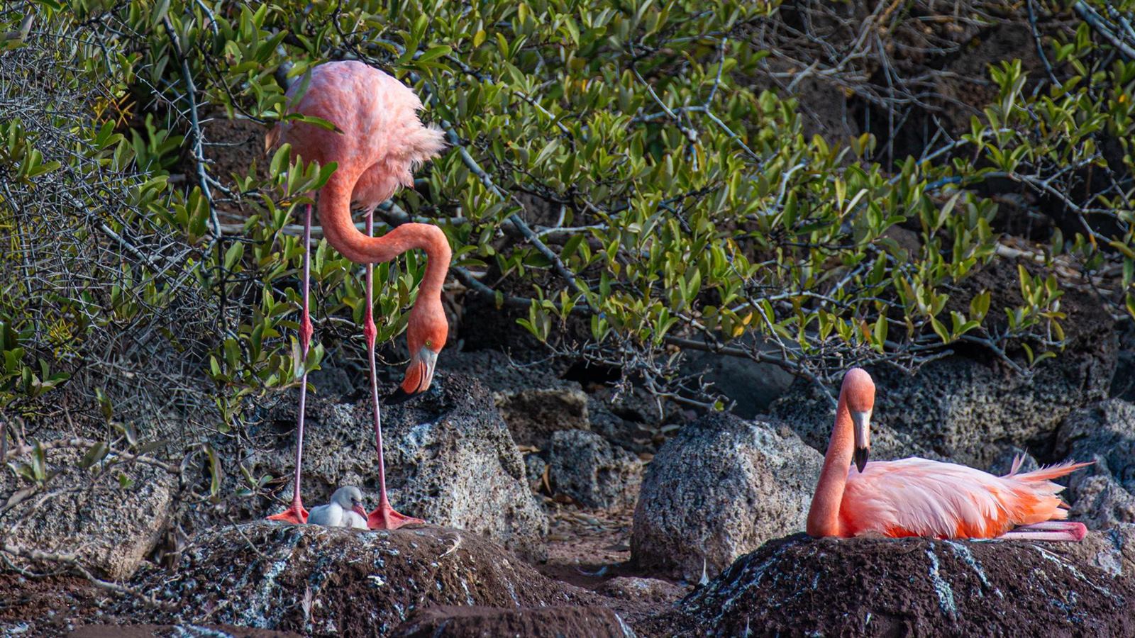 Islas Galapagos | LAT.40
