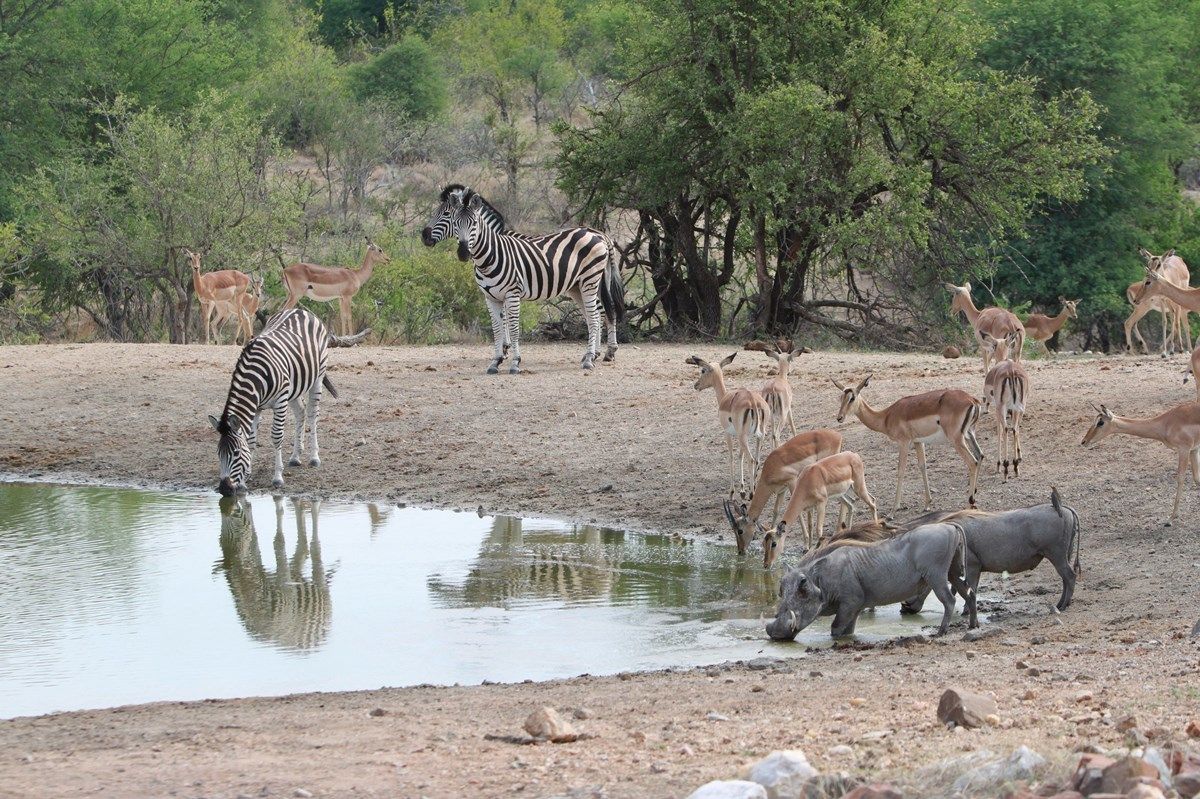 Makumu Private Game Lodge en Kruger National Park
