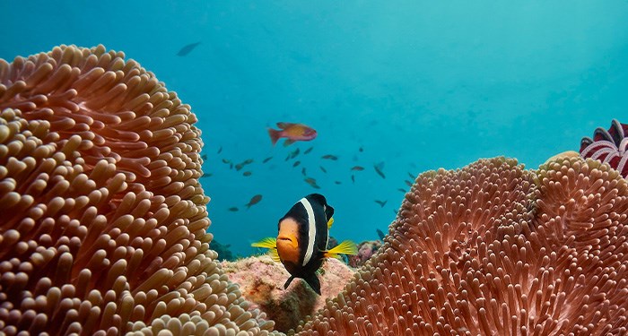 Cora Cora Maldives en Raa Atoll