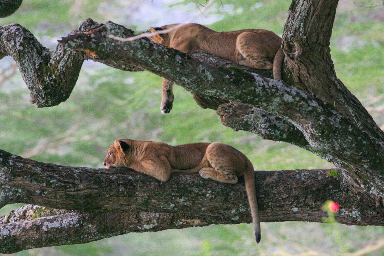 Lake Nakuru Lodge  en Nakuru