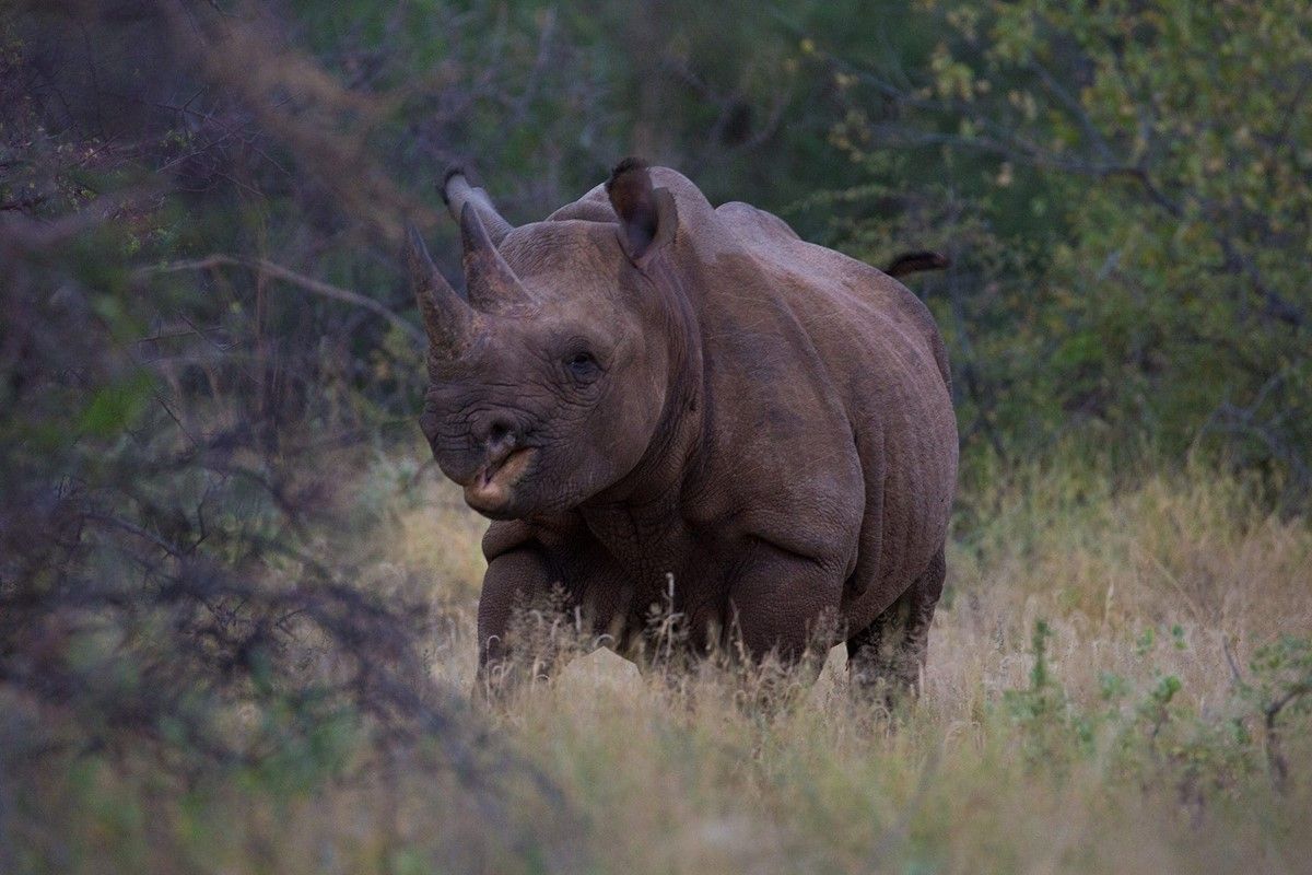 Saruni Rhino en Namunyak Wildlife Conservancy