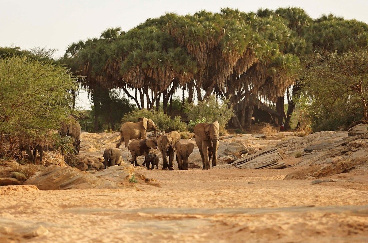 Saruni Rhino en Namunyak Wildlife Conservancy