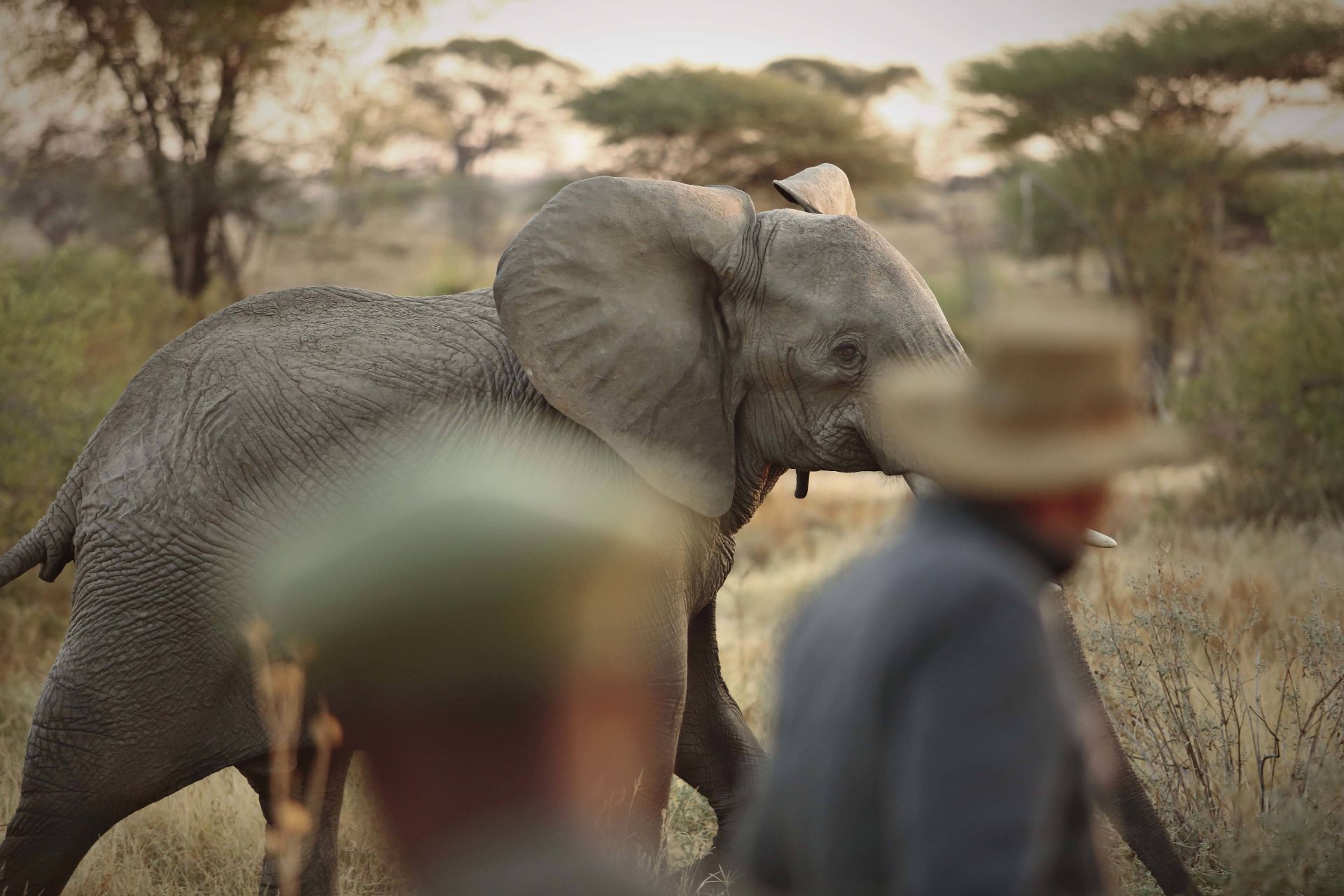 Kichaka Zumbua en Ruaha