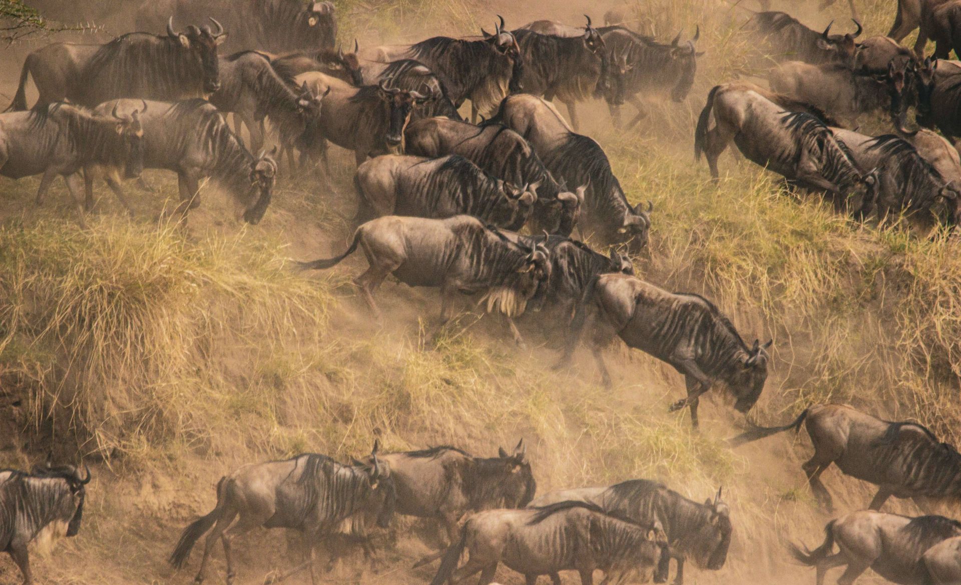 Laba Migration Camp en Serengeti