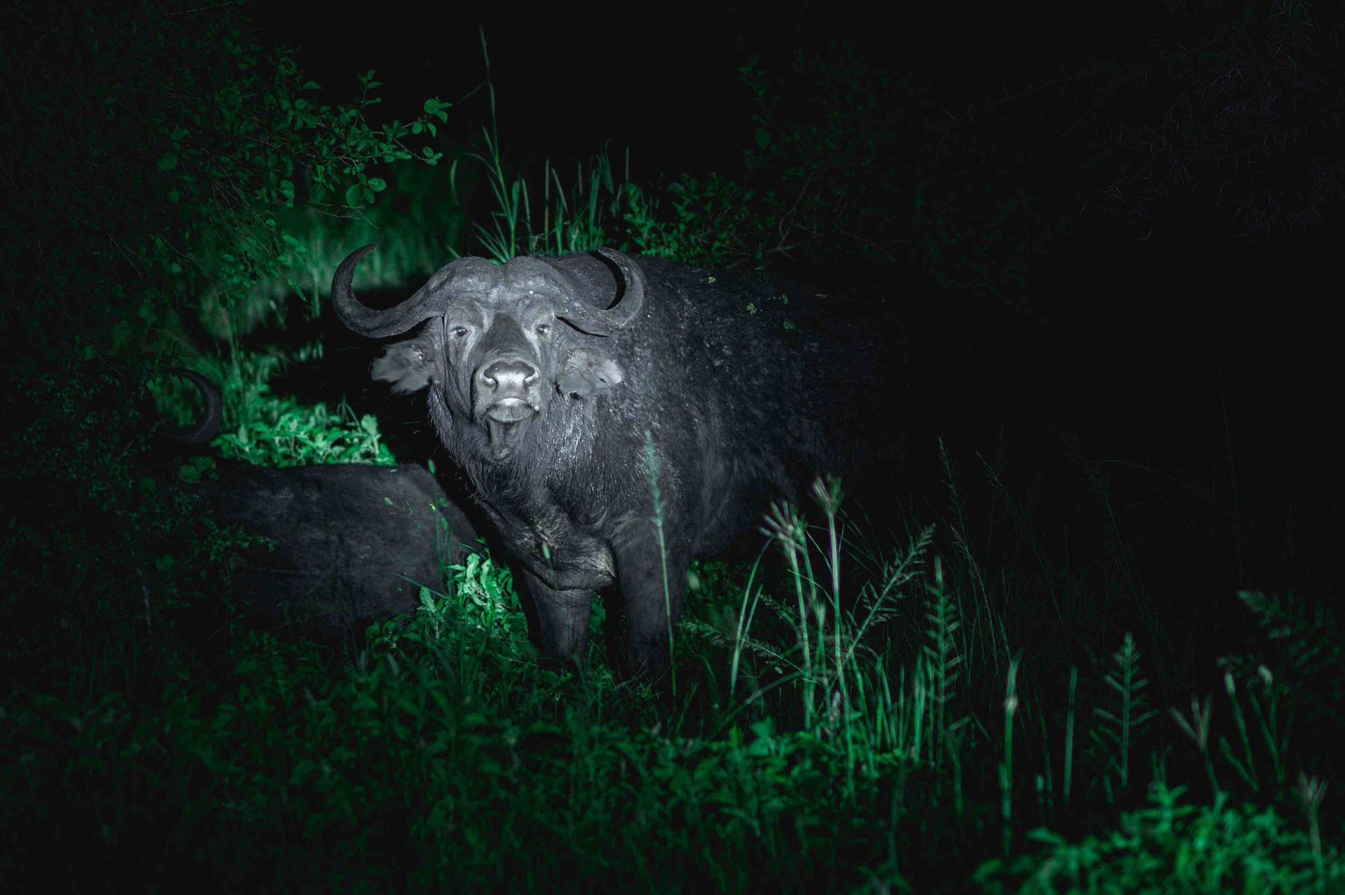 Ole Serai Luxury Camp Moru Kopjes en Serengeti
