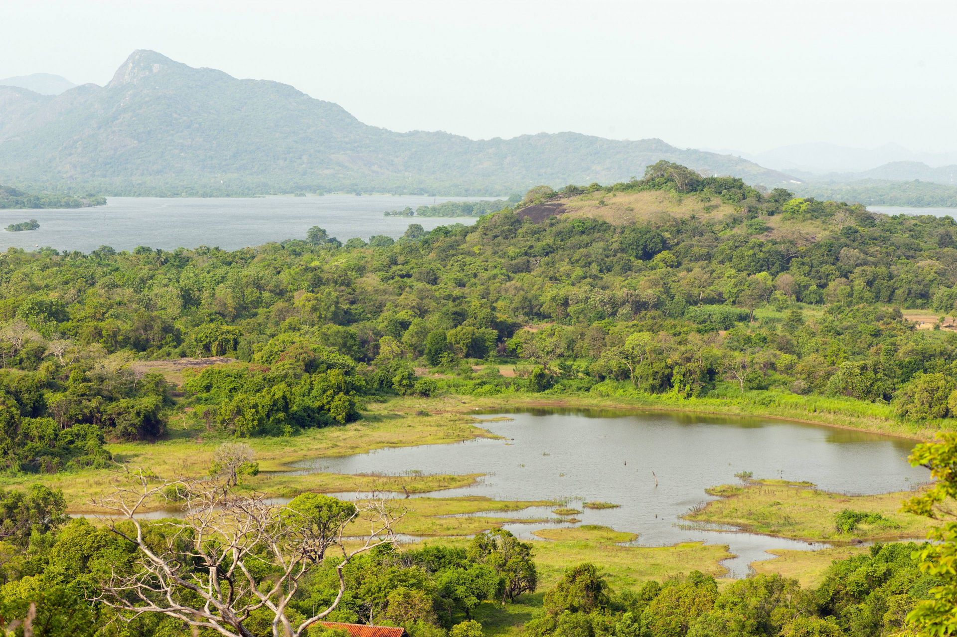 Wild Grass Nature Resort en Sigiriya