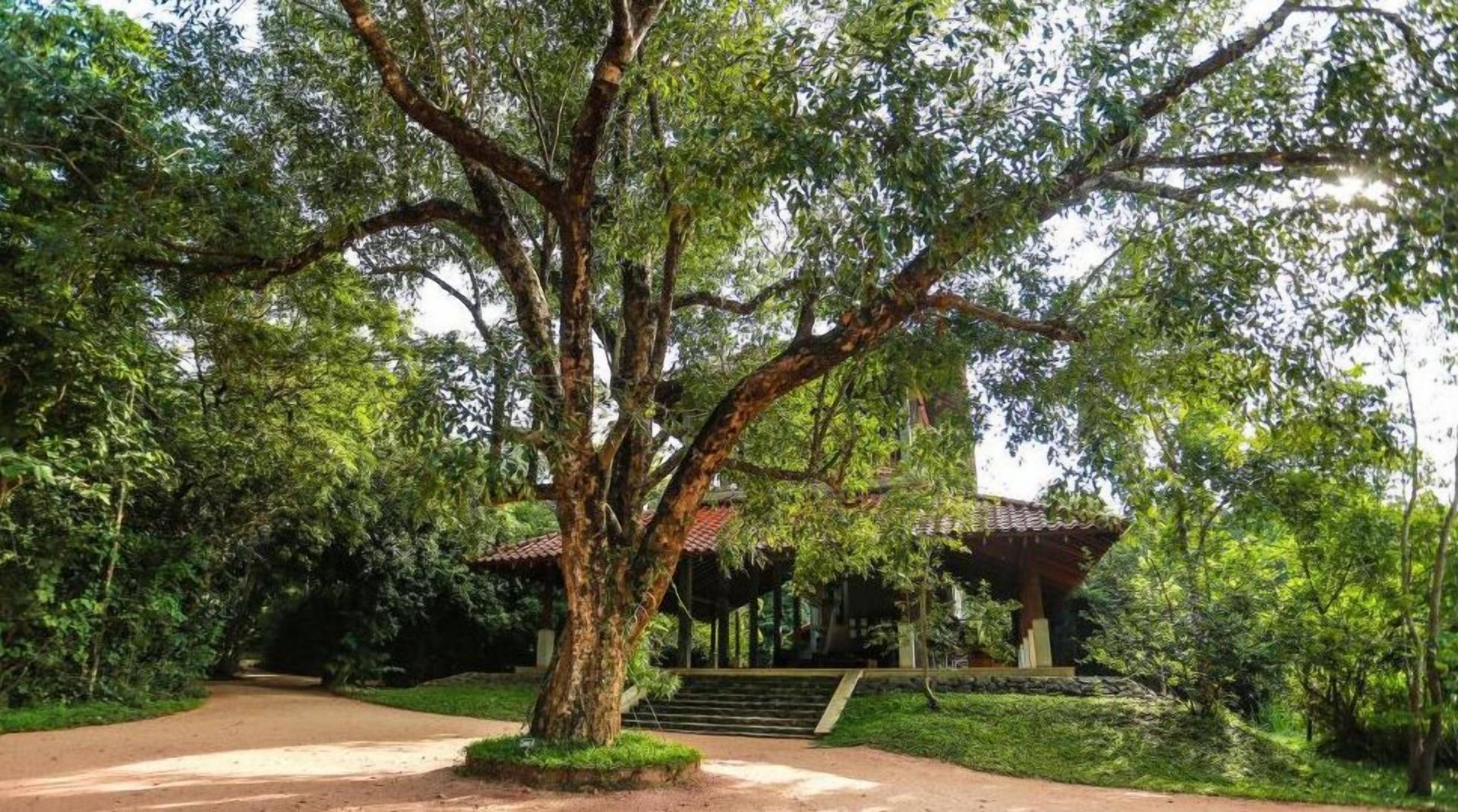 Wild Grass Nature Resort en Sigiriya