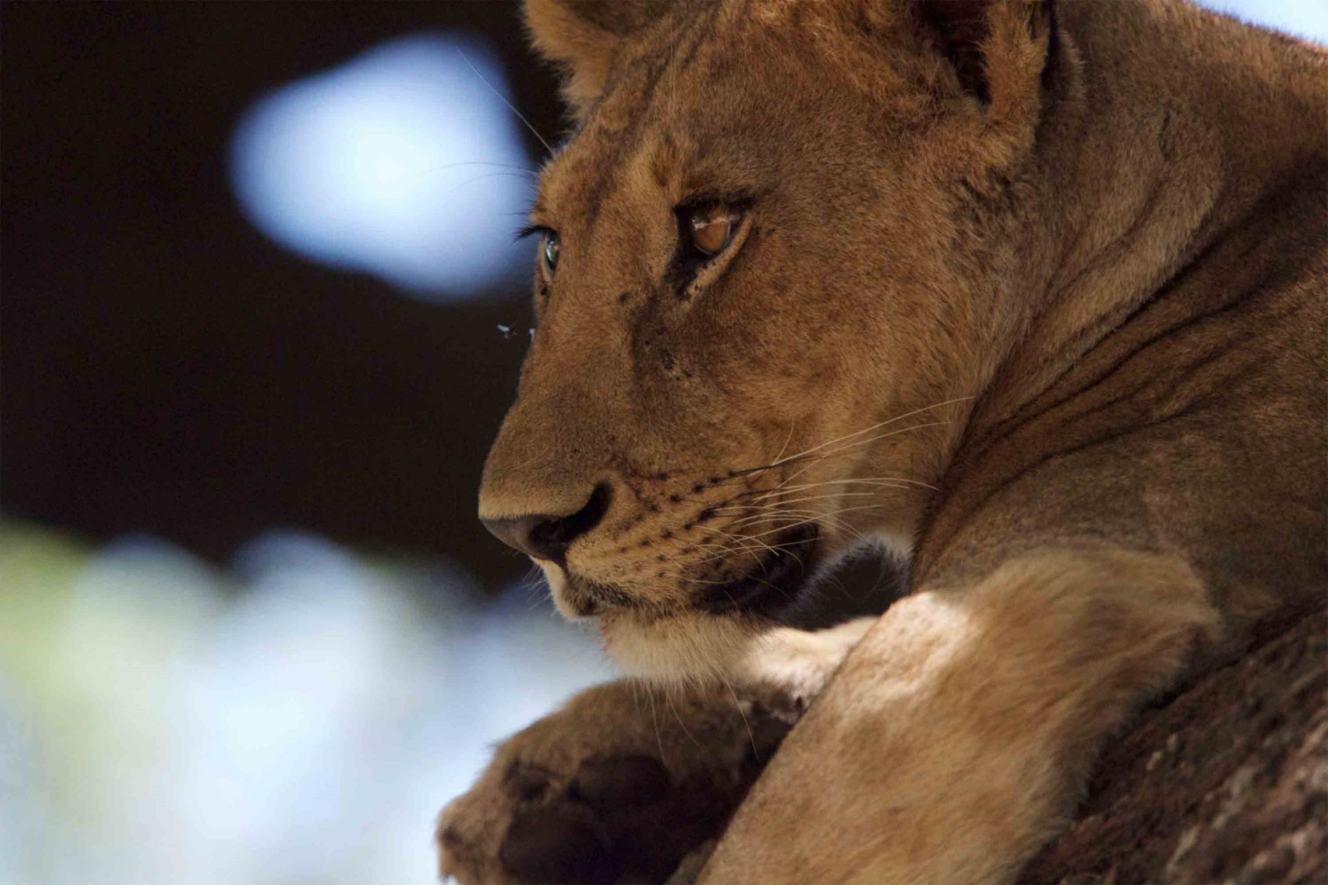 Nimali Serengeti  en Serengeti