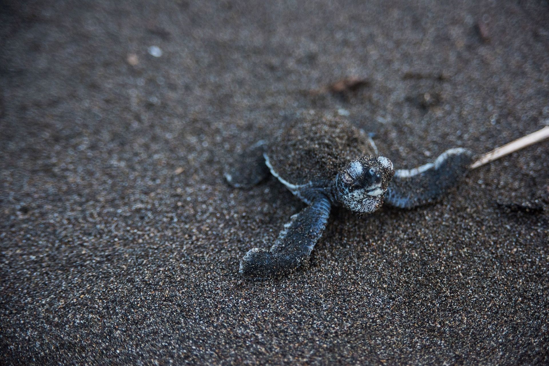 Tortuga Lodge and Gardens by Böëna en Tortuguero