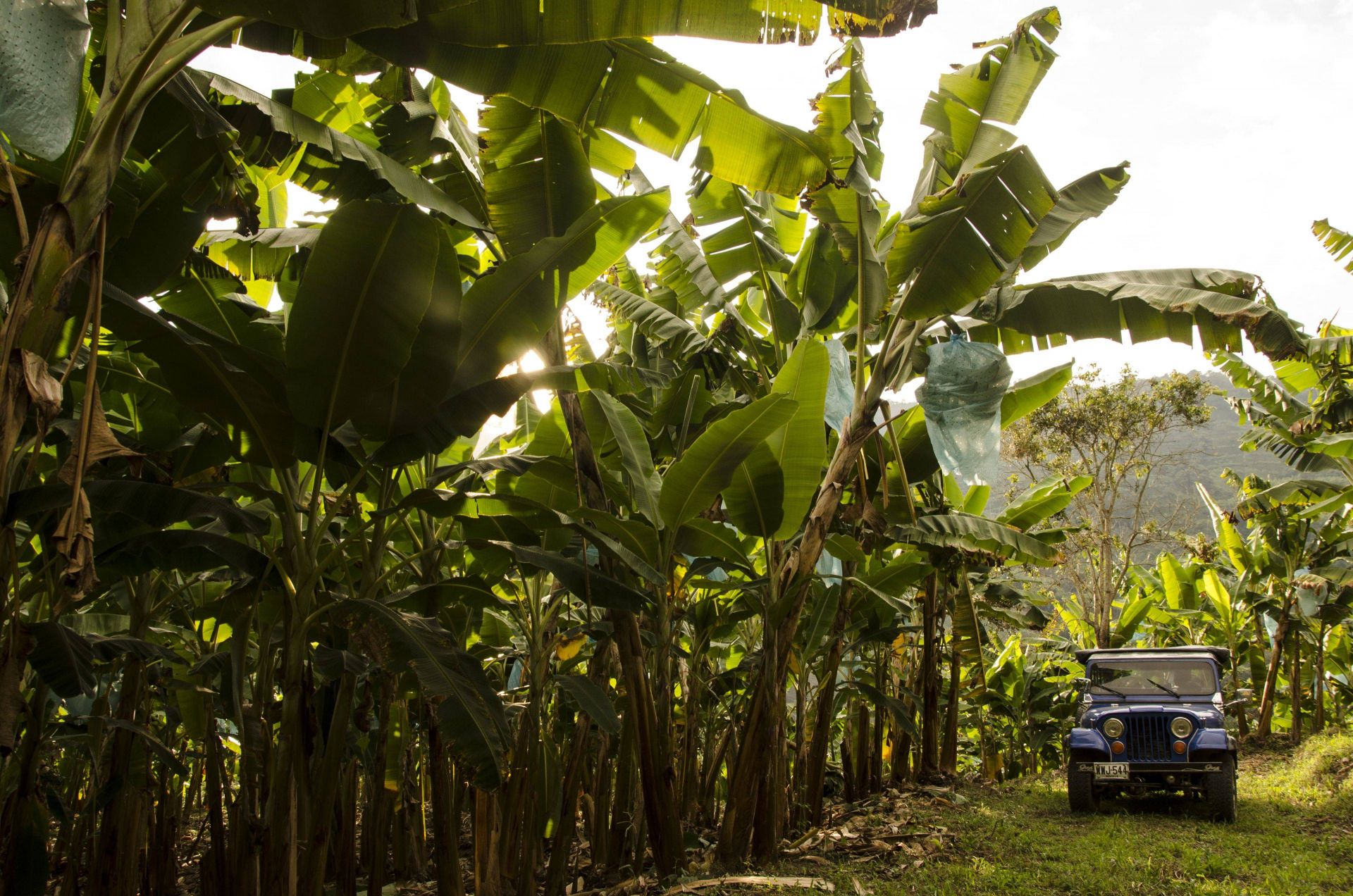 Hacienda Bambusa en Valle de Cocora