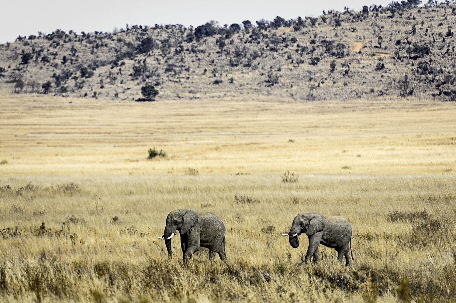 Tshwene Lodge en South Africa