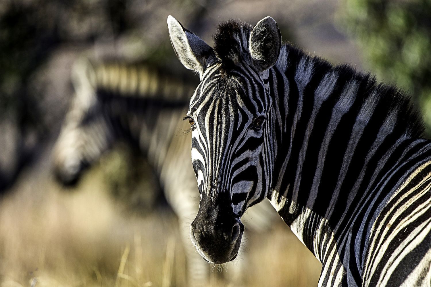 Tshwene Lodge en South Africa