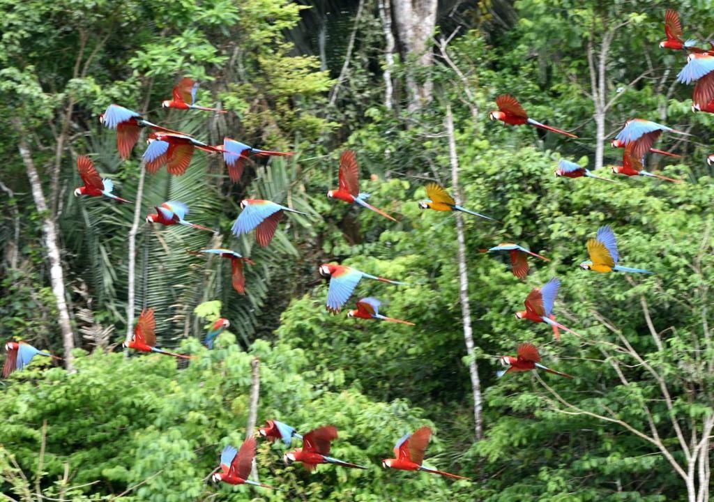 Refugio Amazonas Lodge en Amazonas