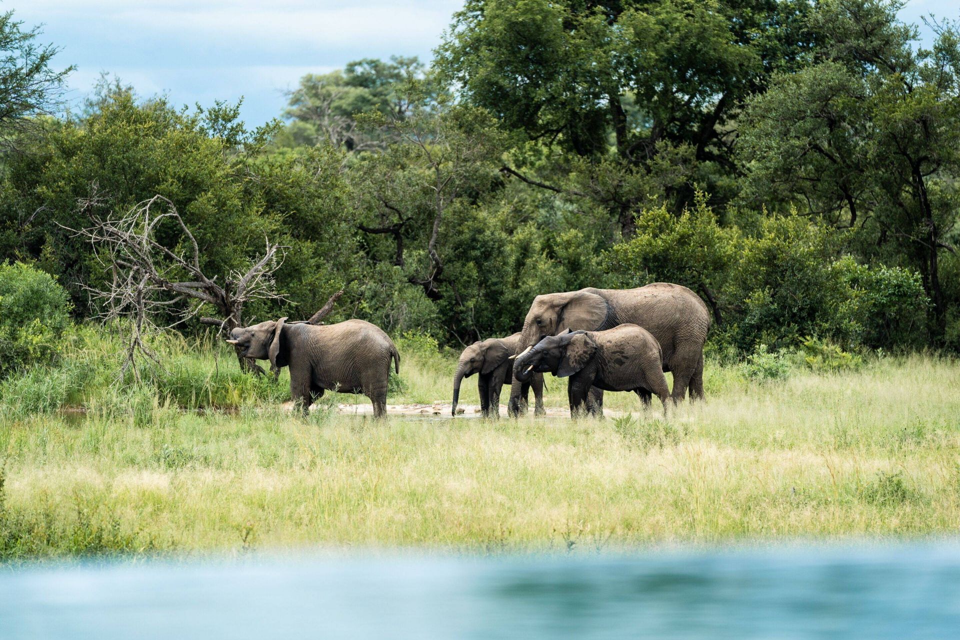 Shumbalala Game Lodge en Kruger National Park
