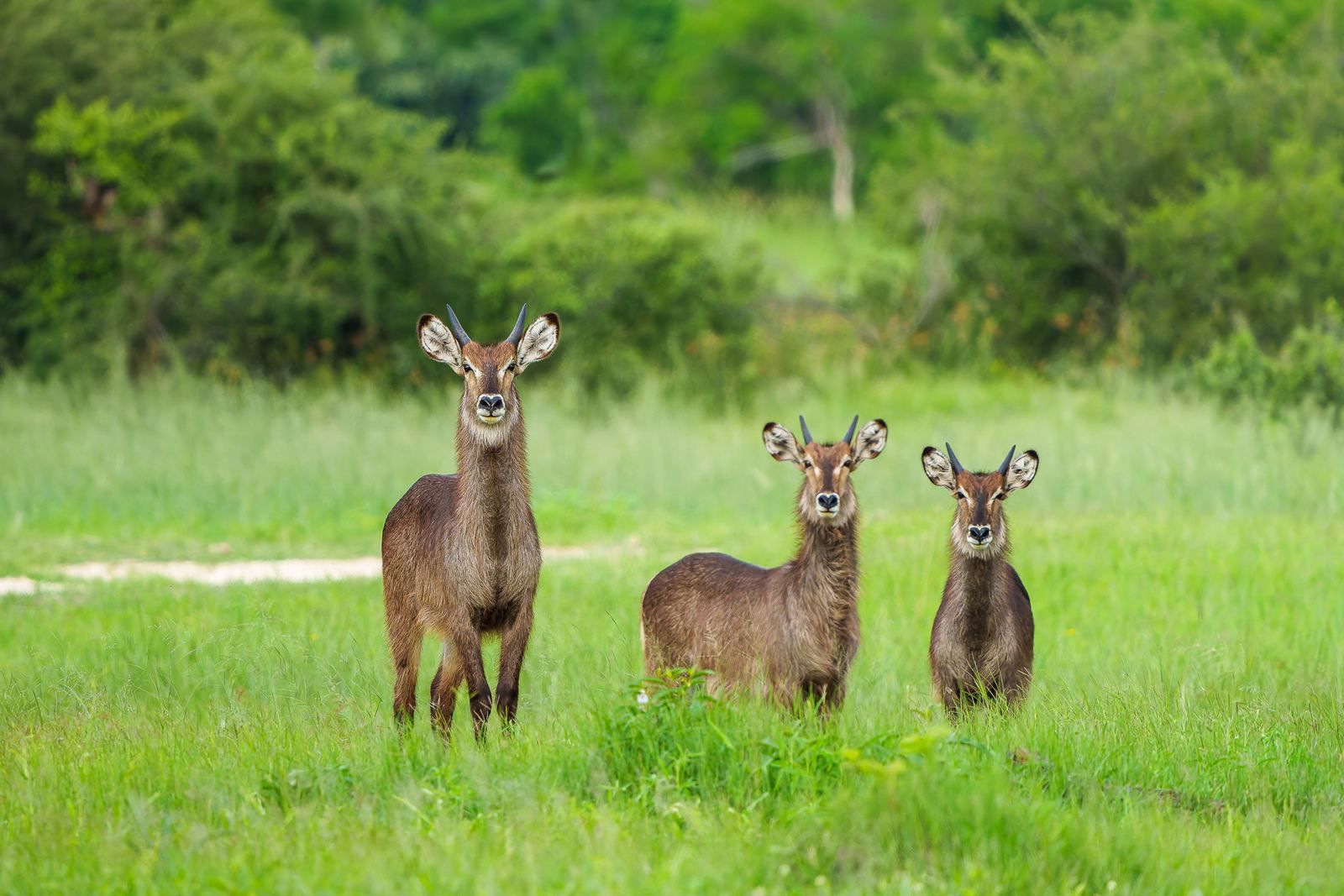 Karangoma en Delta Okavango