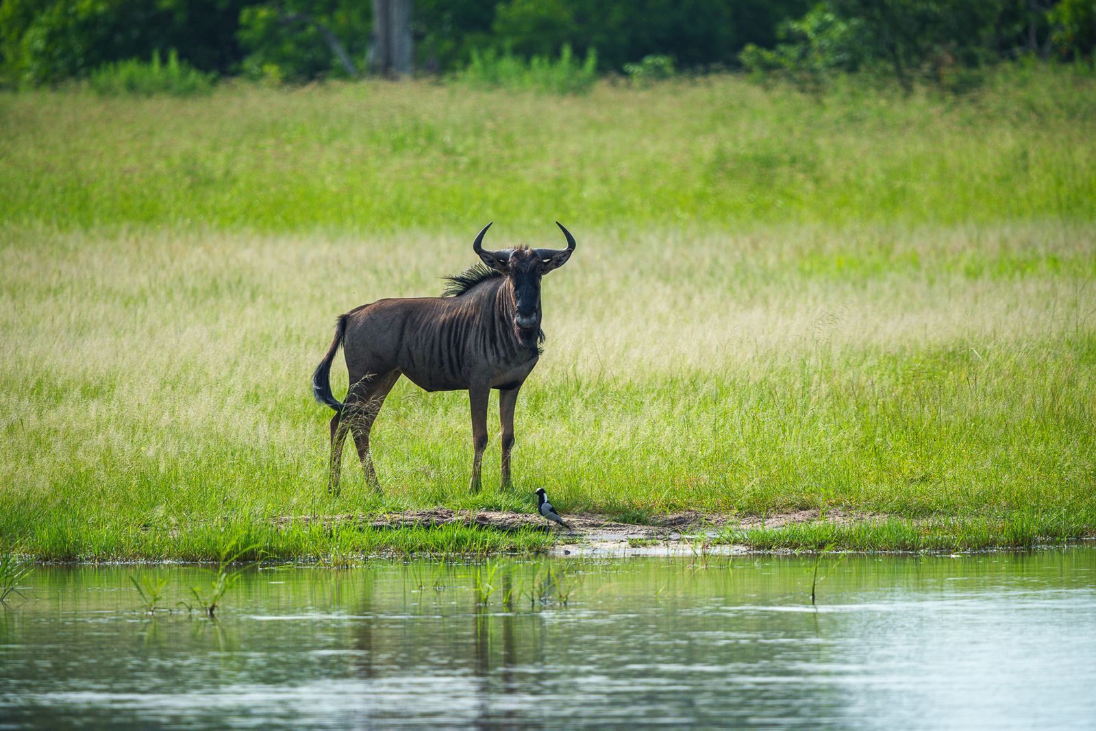 Karangoma en Delta Okavango