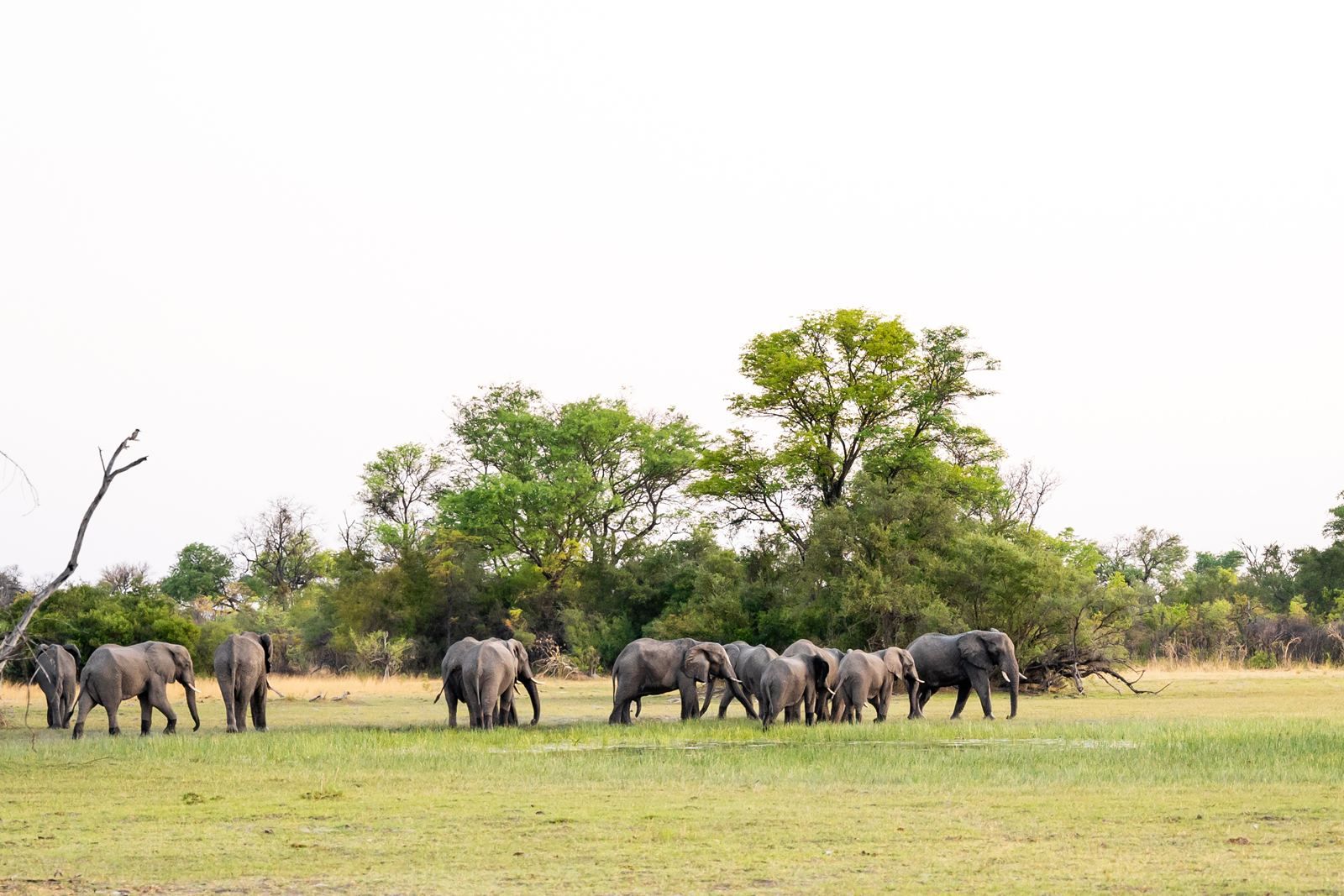 Karangoma en Delta Okavango