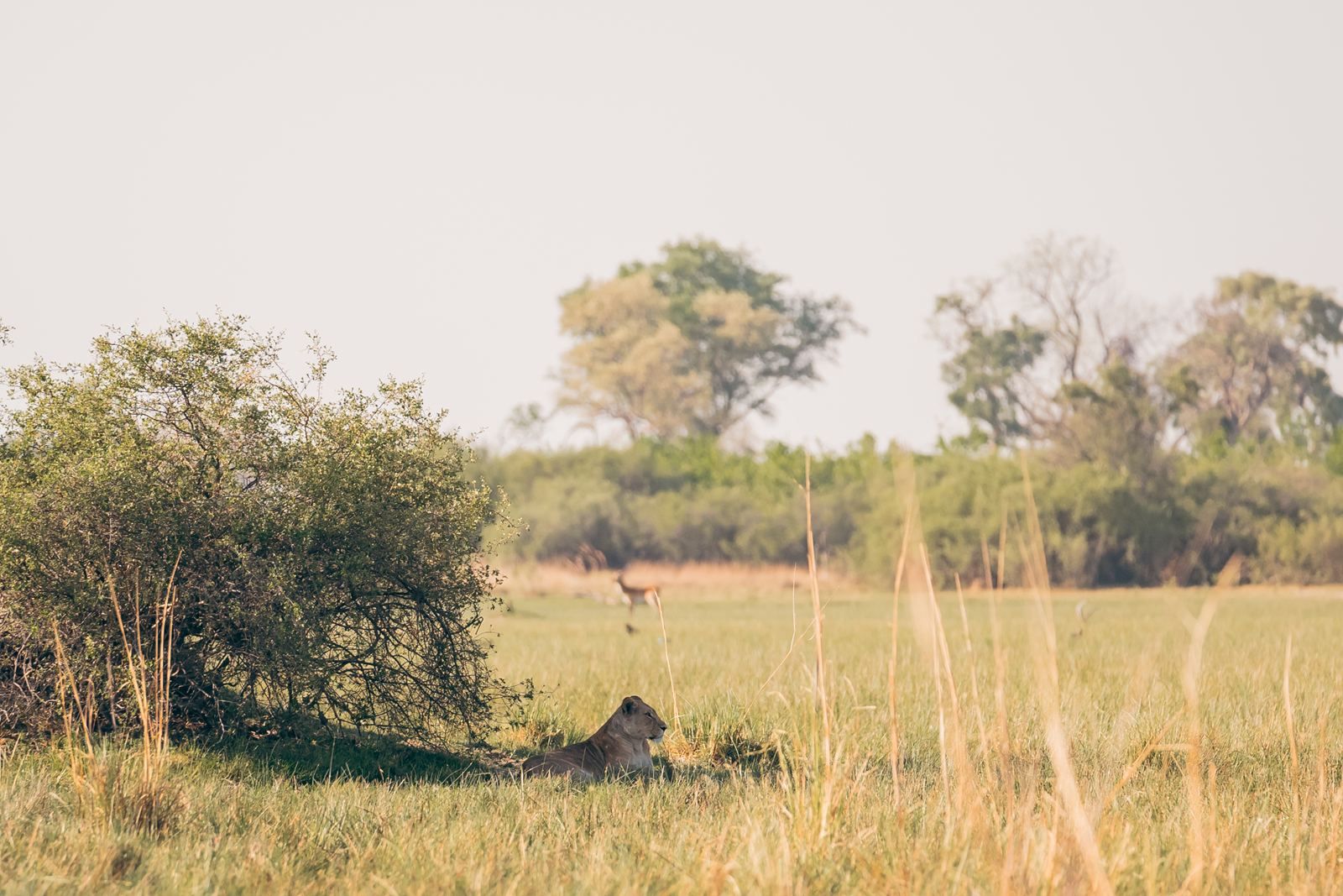 Karangoma en Delta Okavango