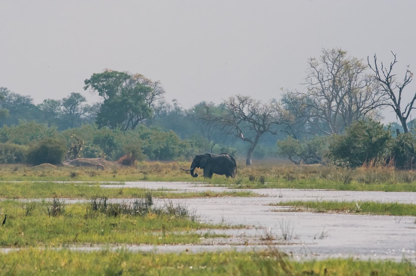 Karangoma en Delta Okavango