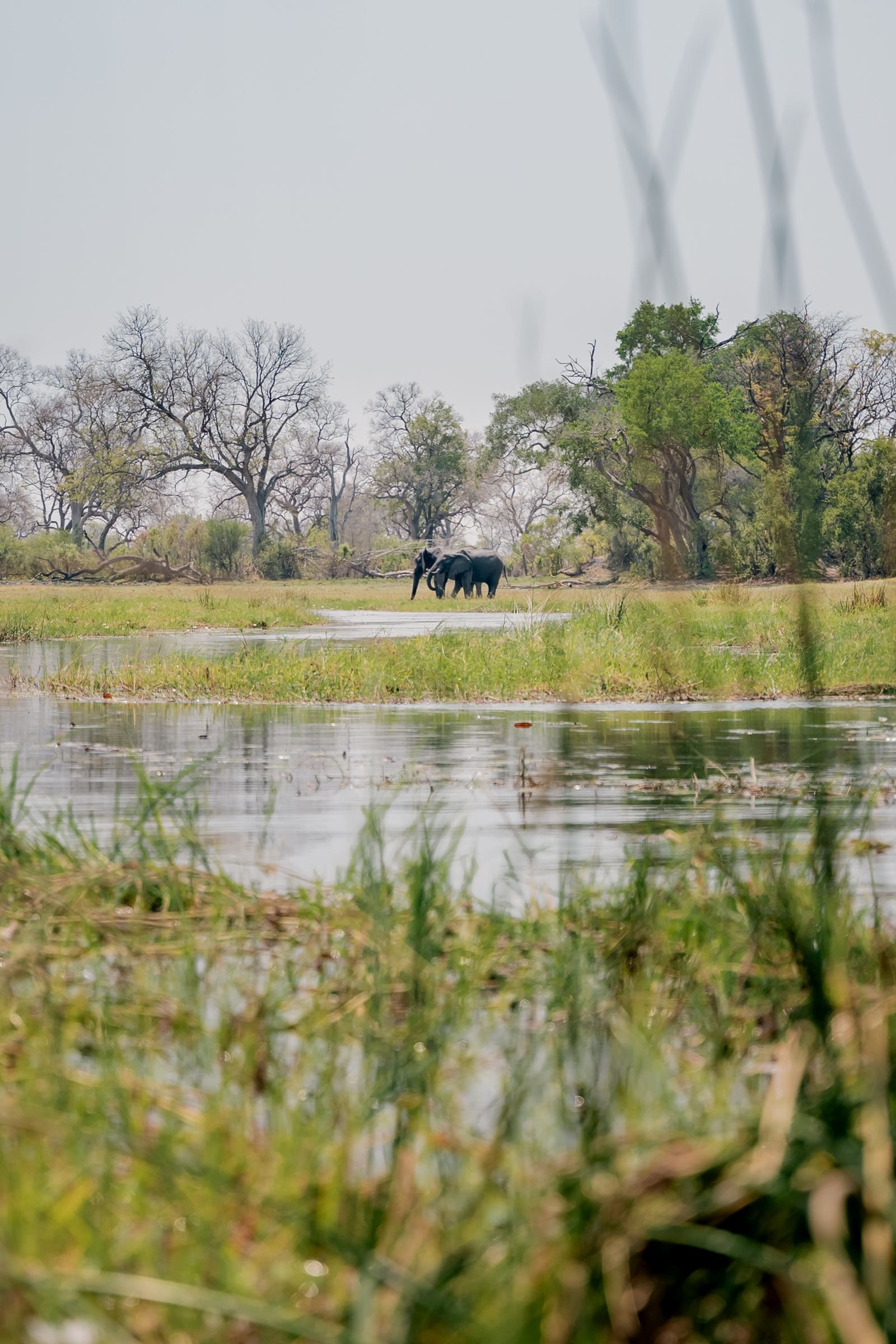 Karangoma en Delta Okavango