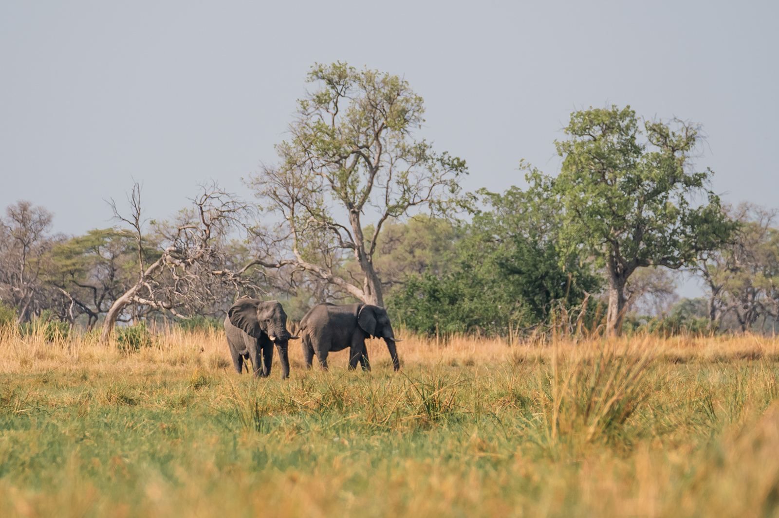 Karangoma en Delta Okavango