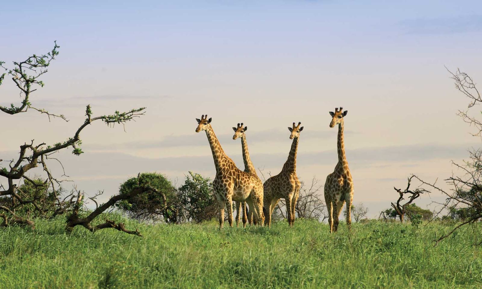 andBeyond Phinda Mountain Lodge en Phinda