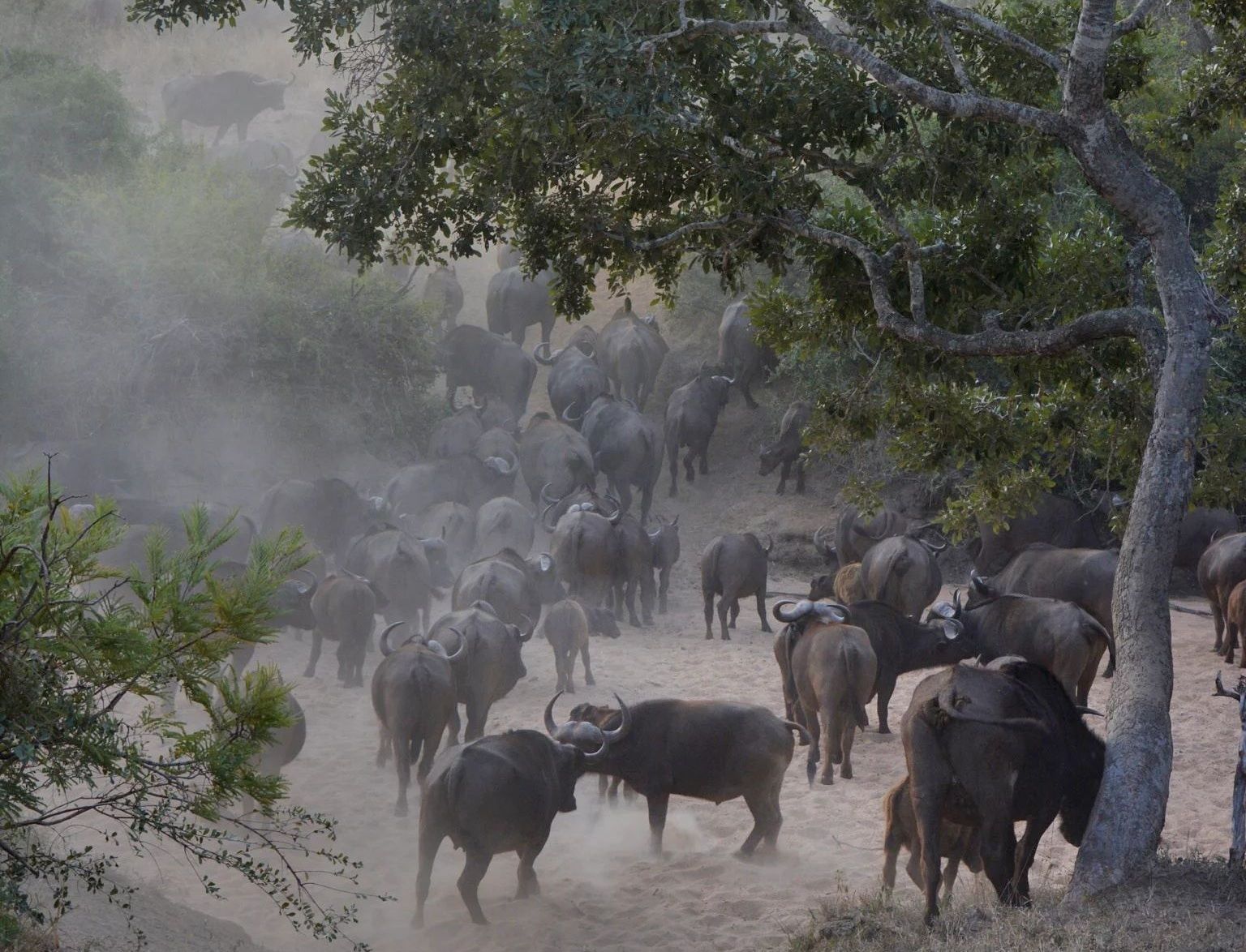 Umlani Bushcamp en Kruger National Park