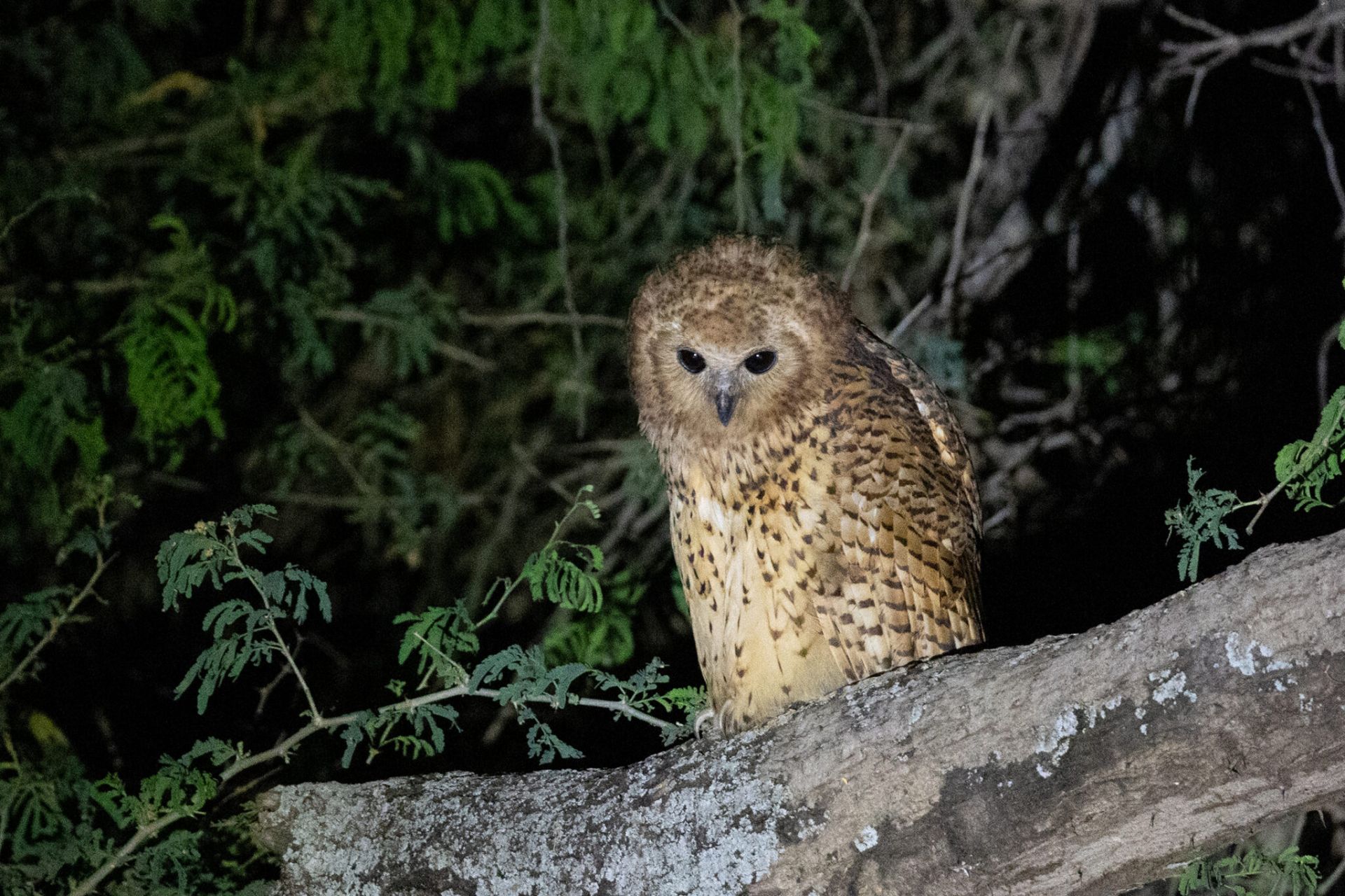 Amanzi zambezi pels fishing owl