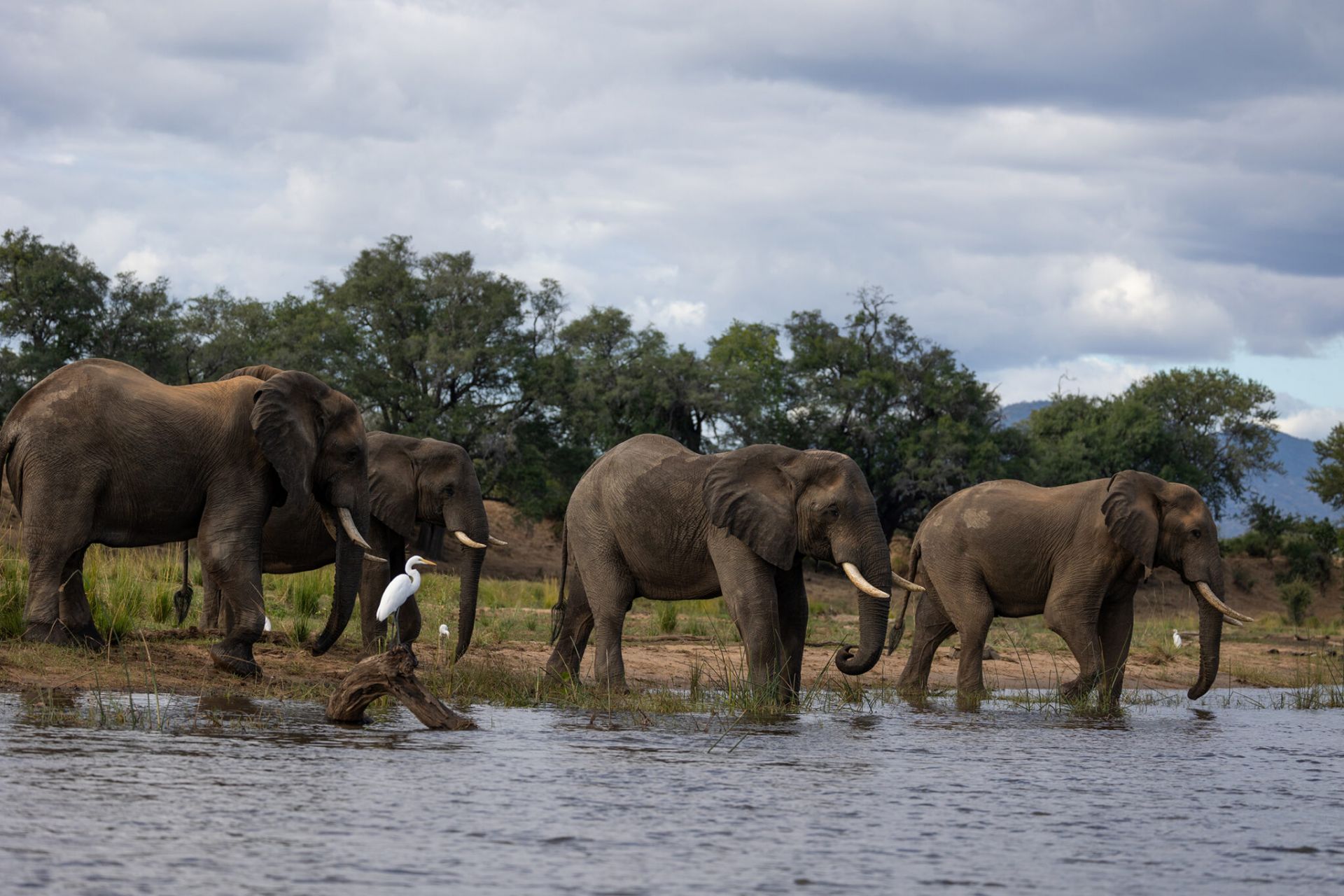 Amanzi zambezi elephant at the river