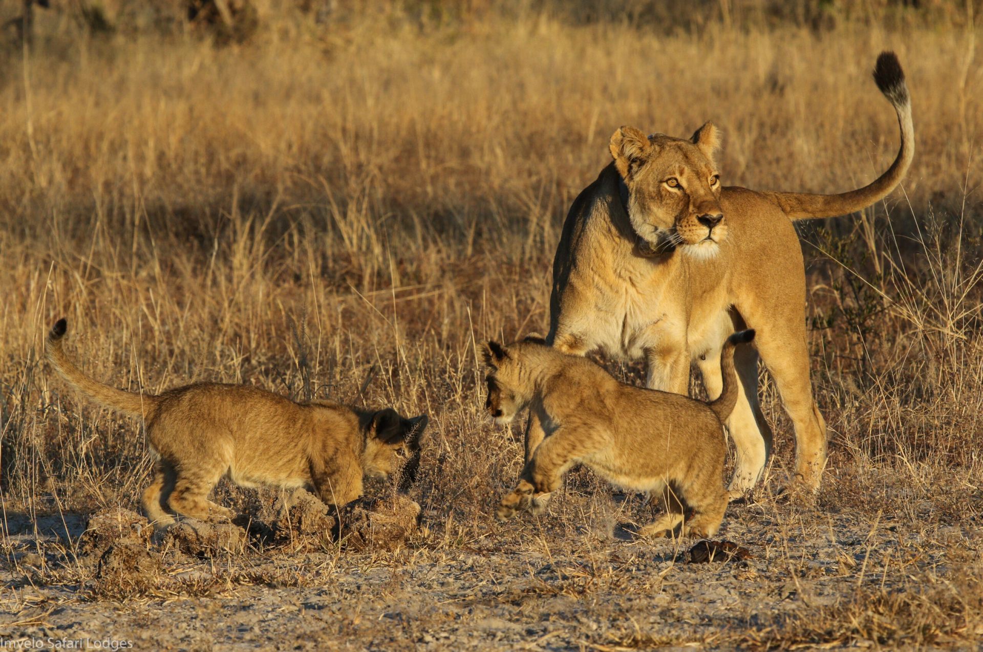 Bomani Tented Lodge en Hwange