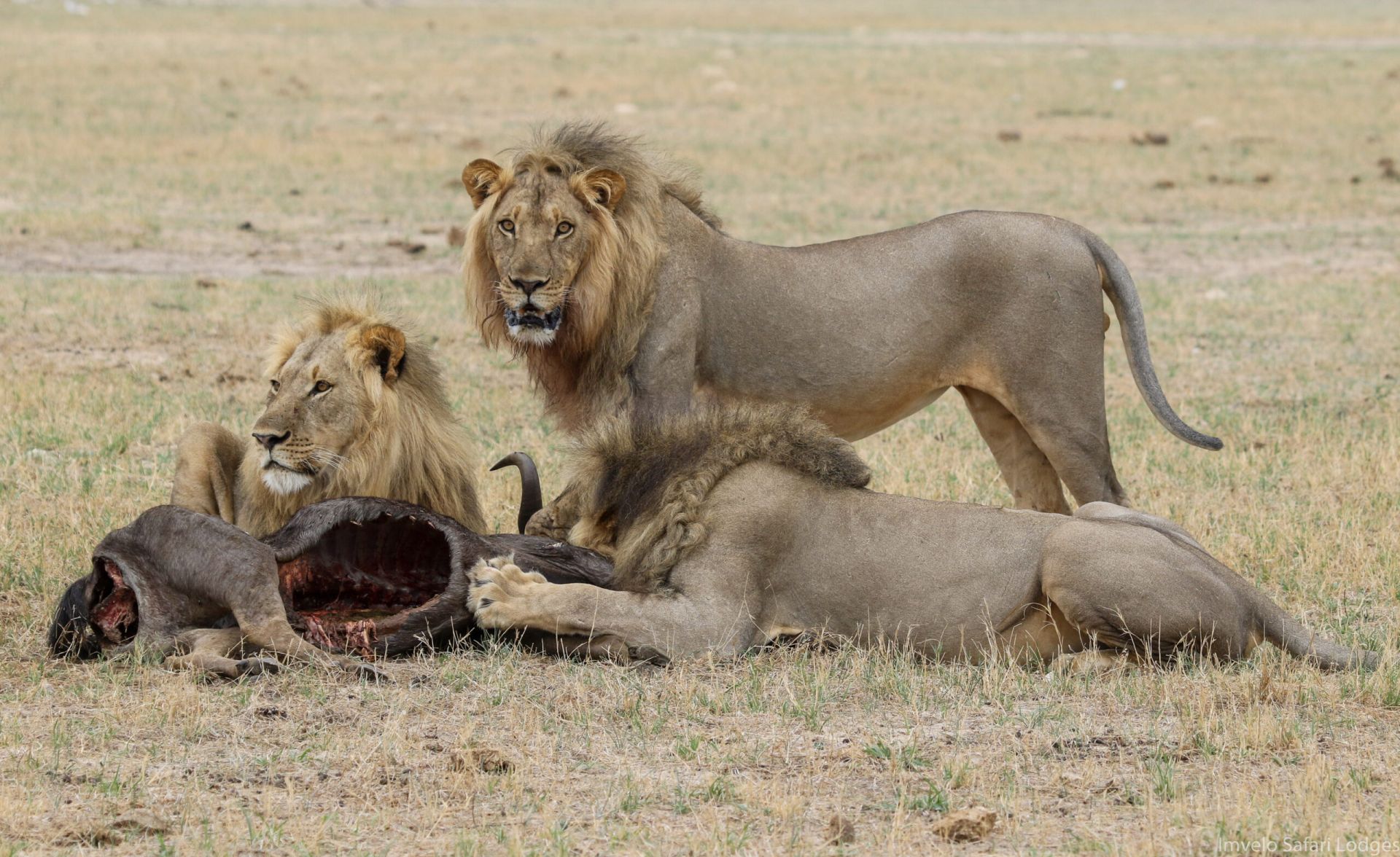 Bomani Tented Lodge en Hwange