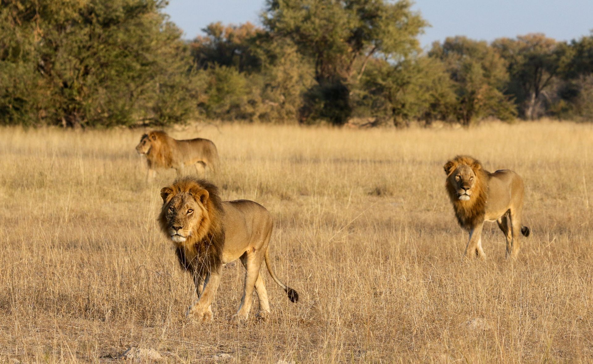 Bomani Tented Lodge en Hwange