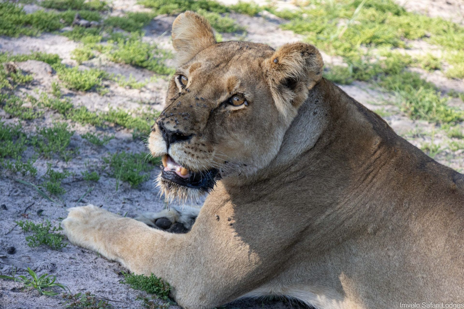 Bomani Tented Lodge en Hwange