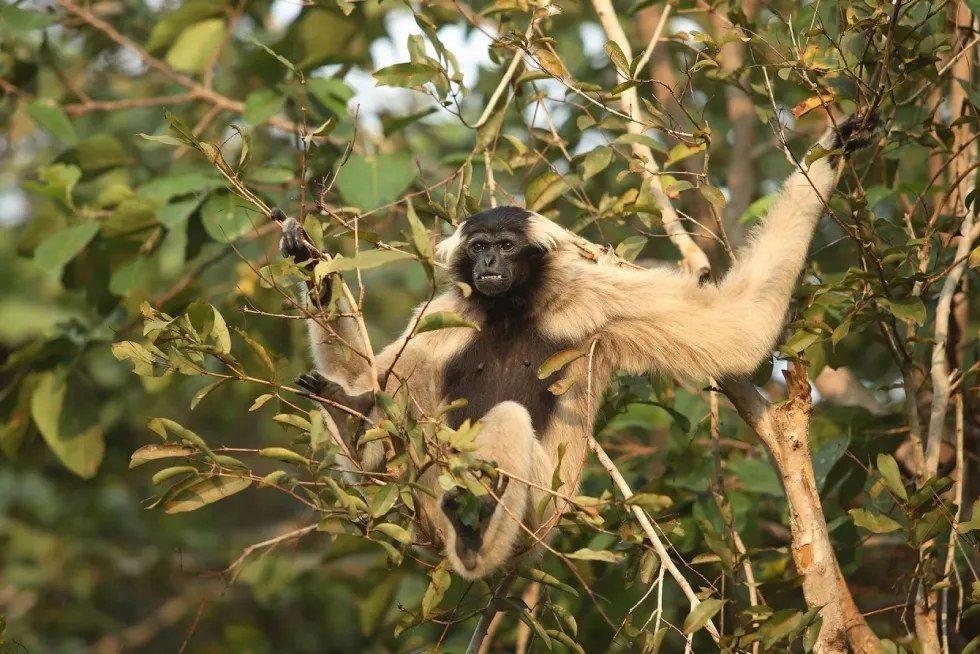 Gibbon 1920x1281 1