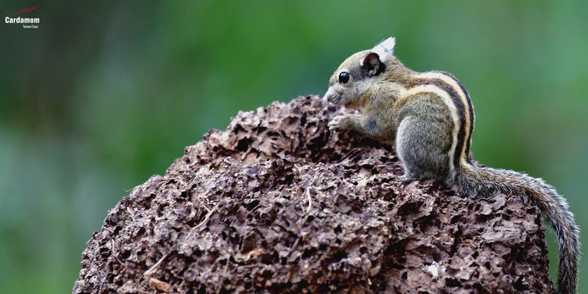 3 cambodian striped squirrel